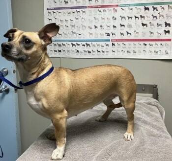 Penelope -  Chihuahua and Terrier Dog for Adoption in Hollister, California - Penelope | PetCurious