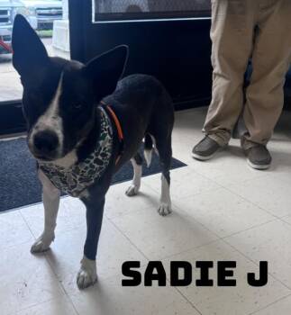 Sadie J -  American Bully Dog for Adoption in Dyersburg, Tennessee - Sadie J | PetCurious