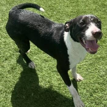 Panda -  Border Collie Dog for Adoption in Williston, Vermont - Panda | PetCurious