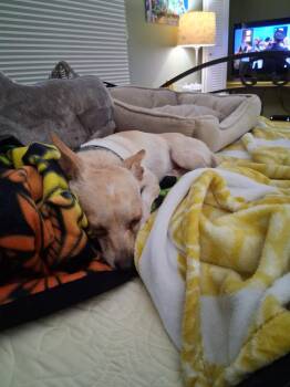 Rudy -  Chihuahua and Dachshund Dog for Adoption in Melbourne Beach, Florida - Rudy | PetCurious