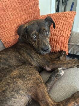 Neil -  Terrier Dog for Adoption in Doylestown, Pennsylvania - Neil | PetCurious