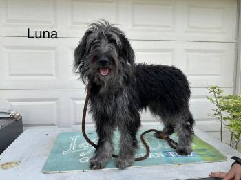 Aussiedoodle and German Shepherd Dog Dogs Available for Adoption in Chattanooga, Tennessee - Luna | PetCurious