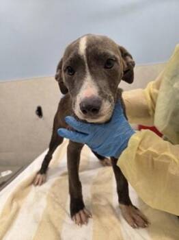 Alicent -  Mixed Breed Dog for Adoption in Honolulu, Hawaii - Alicent | PetCurious