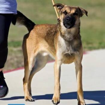 Rescue German Shepherd Dog Dogs for Adoption in Aledo, Texas - Diego | PetCurious