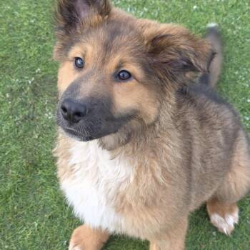 German Shepherd Dog and Jack Russell Terrier Dogs Available for Adoption - Porkchop  | PetCurious