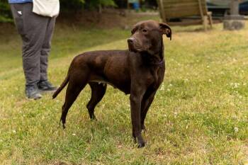 Mixed Breed Dogs Available for Adoption in Durham, North Carolina - Safe Harbor | PetCurious