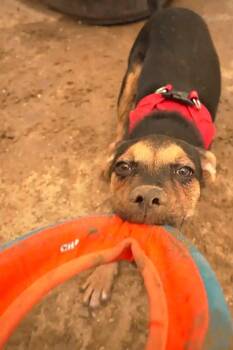 DAISY MAY -  Pug and Chocolate Labrador Retriever Dog for Adoption in Joshua Tree, California - DAISY MAY | PetCurious