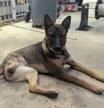 German Shepherd Dog and Dutch Shepherd Dogs Available for Adoption - Ellie The Tri-pawed Shepherd! | PetCurious