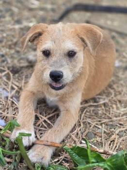 Chuckie -  Terrier Dog for Adoption in Penryn, California - Chuckie | PetCurious
