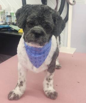 Shih Tzu and Lhasa Apso Dogs Available for Adoption - Mickey  | PetCurious