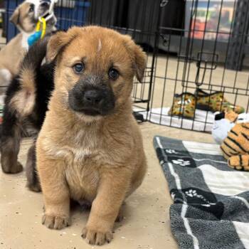 Mixed Breed Dogs Available for Adoption - Perry | PetCurious