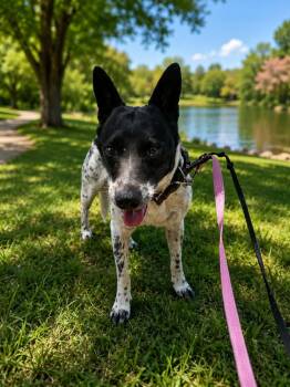 Aurora -  Australian Cattle Dog Blue Heeler Dog for Adoption in Harlingen, Texas - Aurora | PetCurious