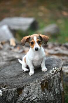 Skippy Jon -  Dachshund and Rat Terrier Dog for Adoption in Falmouth, Maine - Skippy Jon | PetCurious