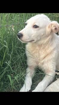 Denver -  Terrier Dog Available for Adoption - Denver | PetCurious