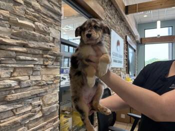 PLUTO -  Australian Shepherd and Mixed Breed Dog for Adoption in Rowlett, Texas - PLUTO | PetCurious