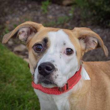 Greta -  Pointer and American Staffordshire Terrier Dog for Adoption in Huntley, Illinois - Greta | PetCurious