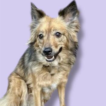 Mixed Breed Dogs Available for Adoption - Lexi | PetCurious