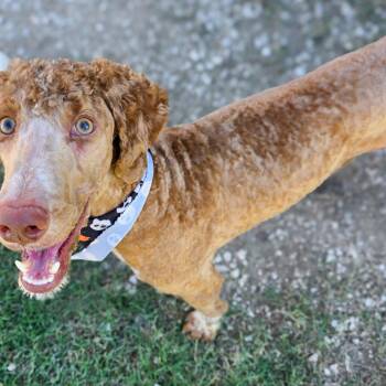 Milo -  Goldendoodle Dog for Adoption in Gainesville, Texas - Milo | PetCurious