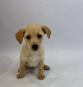 Jean Grey -  Rat Terrier and Shepherd Dog for Adoption in Alvin, Texas - Jean Grey | PetCurious