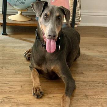 Fletcher -  Doberman Pinscher Dog for Adoption in Dallas, Texas - Fletcher | PetCurious