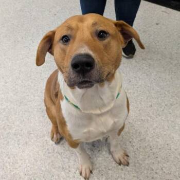 American Staffordshire Terrier Dogs Available for Adoption in Des Moines, Iowa - Buddy | PetCurious