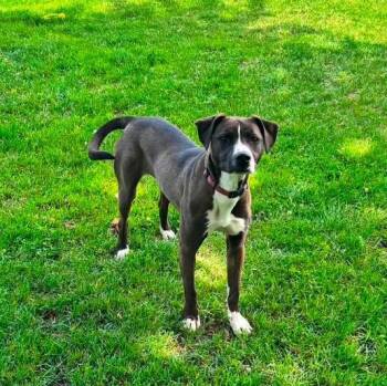 Maddie -  Pit Bull Terrier Dog for Adoption in Alma, Michigan - Maddie | PetCurious