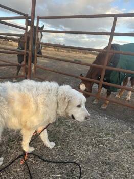 Great Pyrenees and Maremma Sheepdog Dogs Available for Adoption - Bluebell | PetCurious