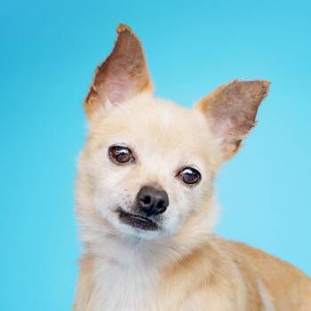 Rescue Mixed Breed Dogs for Adoption in Jacksonville, Florida - Skippy | PetCurious