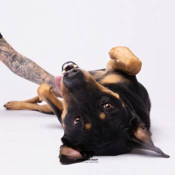 Rico -  Rottweiler and Mixed Breed Dog for Adoption in Tampa, Florida - Rico | PetCurious