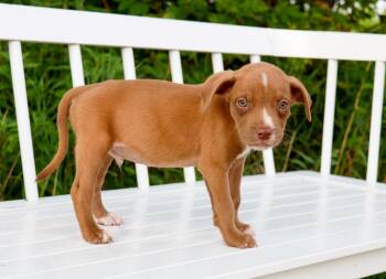 State Fair Litter - Grandstand -  Pit Bull Terrier and Mixed Breed Dog for Adoption in Savage, Minnesota - State Fair Litter - Grandstand | PetCurious