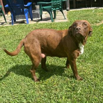 Chocolate Labrador Retriever and Terrier Dogs Available for Adoption in Carencro, Louisiana - Dolla Bill | PetCurious