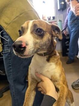 Feist Dogs Available for Adoption in Marshall, North Carolina - Hatley | PetCurious