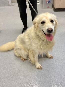 Golden Retriever Dogs Available for Adoption in Chillicothe, Ohio - Sugar | PetCurious