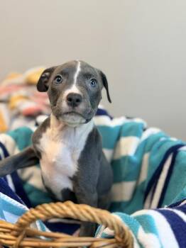 Bunny -  Terrier Dog Available for Adoption in Lafayette, Louisiana - Bunny | PetCurious