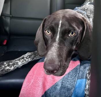 Bowtie -  German Shorthaired Pointer Dog for Adoption in Okolona, Mississippi - Bowtie | PetCurious