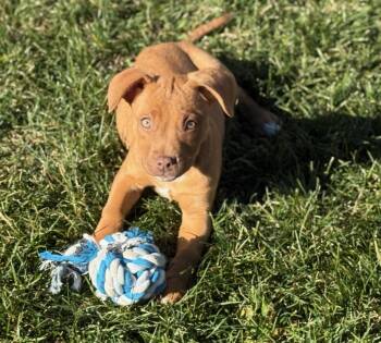 Rescue Pit Bull Terrier Dogs for Adoption in Crete, Illinois - Sage | PetCurious