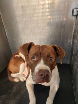 Boxer Dogs Available for Adoption in San Antonio, Texas - LAVERNE | PetCurious