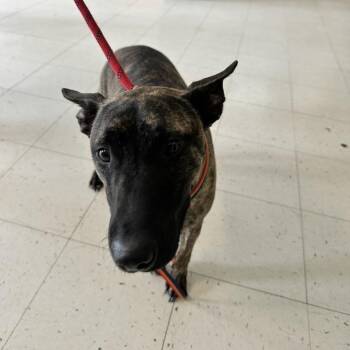 Duke -  Mixed Breed Dog for Adoption in Davenport, Iowa - Duke | PetCurious