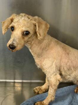 This is Tayja -  Bichon Frise and Poodle Dog for Adoption in Blue Springs, Missouri - This Is Tayja | PetCurious