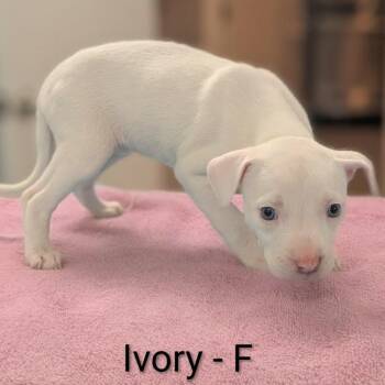 Pit Bull Terrier and Mixed Breed Dogs Available for Adoption in Griswold, Connecticut - Ivory | PetCurious