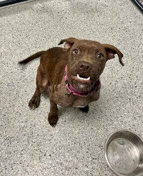 Terrier Dogs Available for Adoption in Candler, North Carolina - Dandy | PetCurious