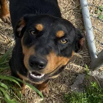 Rottweiler and Cattle Dog Dogs Available for Adoption in Jacksboro, Tennessee - Sparrow | PetCurious