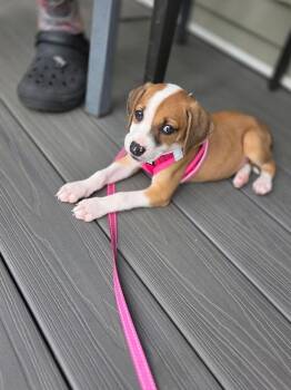 Hound Dogs Available for Adoption in Greenlawn, New York - Cutie Pie | PetCurious