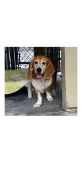 Willa -  Basset Hound Dog for Adoption in Auburndale, Florida - Willa | PetCurious
