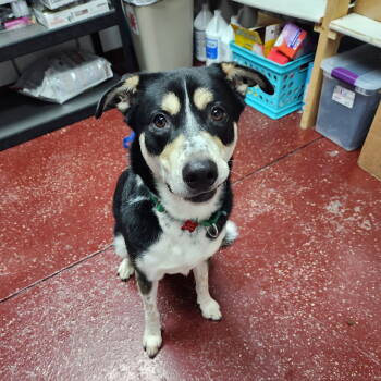 Rescue Shepherd Dogs for Adoption in Fargo, North Dakota - Jerry | PetCurious