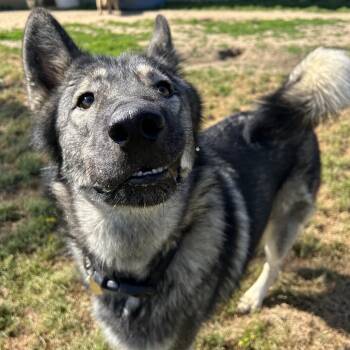 German Shepherd Dog and Husky Dogs Available for Adoption in West Point, Mississippi - Rowdy | PetCurious