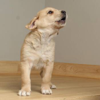 Shepherd Dogs Available for Adoption in Minnetonka, Minnesota - Golden Grahams D68728 | PetCurious