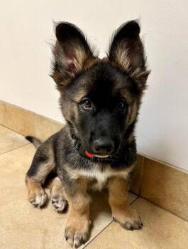 Flash -  German Shepherd Dog and Corgi Dog for Adoption in Irvine, California - Flash | PetCurious