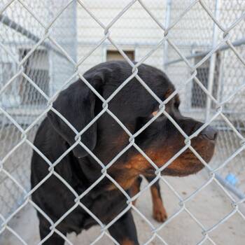 192437 LOOKING FOR OWNER -  Rottweiler Dog for Adoption in Ravenna, Ohio - 192437 LOOKING FOR OWNER | PetCurious