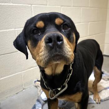 Rottweiler Dogs Available for Adoption in Palestine, Texas - Sergio | PetCurious